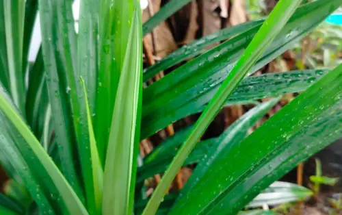 Musim Lebaran, Jangan Jauh-jauh dari Daun Pandan, Simak Manfaatnya!
