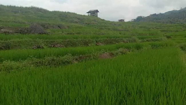 Perihal Lahan Basah dan 8 Tumbuhan yang Bisa Tumbuh Subur di Atasnya