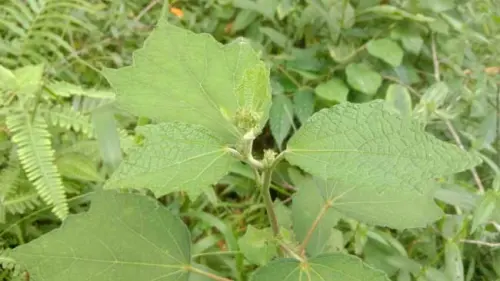 Pulutan, Obat Alami yang Dapat Mengatur Jarak Kelahiran Manusia