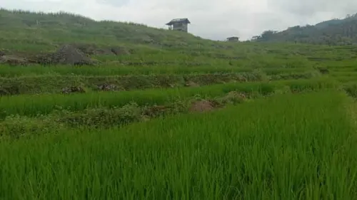 Sederet Alasan Kenapa Lahan Basah Sangat Penting Dilestarikan