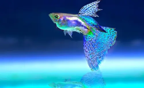 4 Jenis Ikan Hias Paling Diminati Pasar Internasional