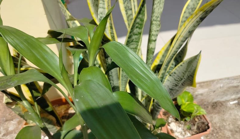 Energi Positif dari Menaruh Bambu Hoki dan Sansevieria di Teras