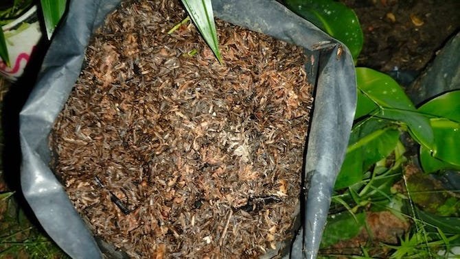 Sekam Padi Bisa Jadi Bahan Dasar Silika Gel, Begini Caranya!