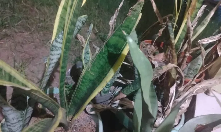 Cuaca Panas Bikin Daun Tanaman Lidah Mertua Layu? Ini Solusinya!