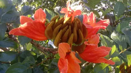 Kiacret (Spathodea Campanulata), Tanaman Paling Invasi yang Kaya Manfaat