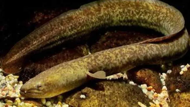 Merawat Cerita Nenek Moyang Suku Bugis demi Kelestarian Ikan Masapi
