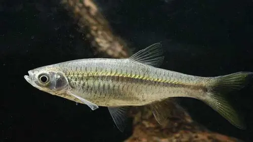 Perihal Ikan Wader yang Rentan Punah