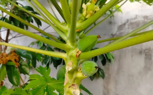 Tanaman Pepaya Diserang Hama Kutu Putih, 2 Cara Alami Ini Bisa Dicoba!
