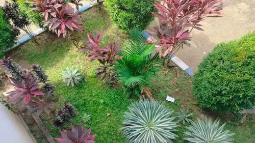 5 Pilihan Pohon Peneduh Terbaik di Halaman Plus Kelebihan dan Kekurangannya