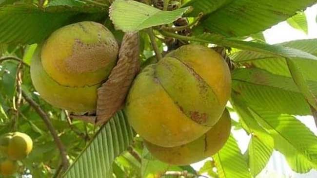 Simpur, Tanaman Unik dengan Buah yang Membuat Air Liur Meleleh