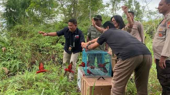 Kasus Penadah Satwa Liar di Makassar Siap Disidangkan, Barang Bukti Kembali ke Habitatnya