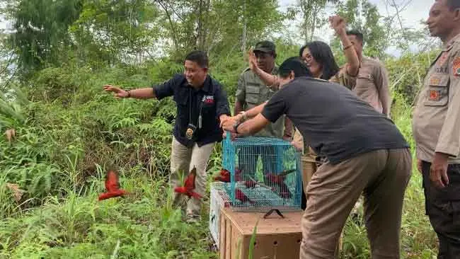 Kasus Penadah Satwa Liar di Makassar Siap Disidangkan, Barang Bukti Kembali ke Habitatnya