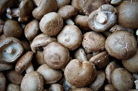 Mengenal Jamur Merang, Manfaat dan Cara Budidayanya