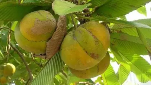 Simpur, Tanaman Unik dengan Buah yang Membuat Air Liur Meleleh