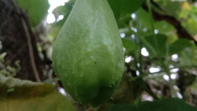 Berlabuh ke Labu Siam, Manfaat dan Cara Budidaya Agar Berbuah Maksimal