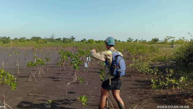 Kabar Baik, Mangrove yang Ditanam SPJM, 90% Tetap Hidup