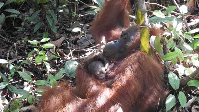 Kelahiran Bayi Orangutan Acuy, Salah Satu Indikator Keberhasilan Pelepasliaran