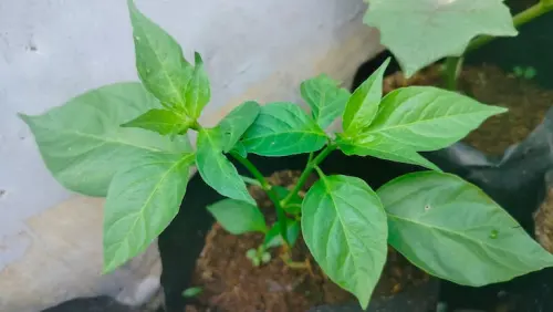 Agar Buahnya Melimpah, Cabai Perlu Dipruning, Ini Caranya!