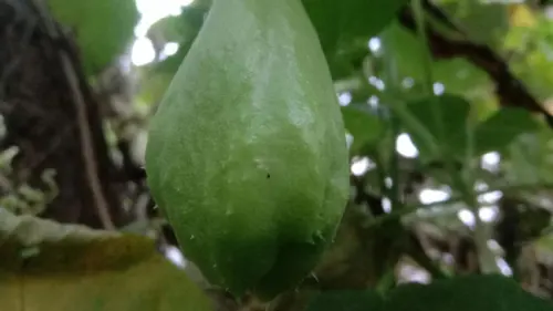 Berlabuh ke Labu Siam, Manfaat dan Cara Budidaya Agar Berbuah Maksimal