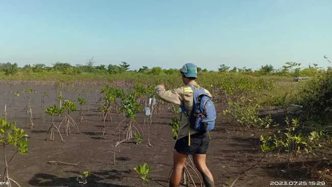 Kabar Baik, Mangrove yang Ditanam SPJM, 90% Tetap Hidup
