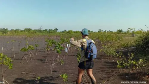 Kabar Baik, Mangrove yang Ditanam SPJM, 90% Tetap Hidup