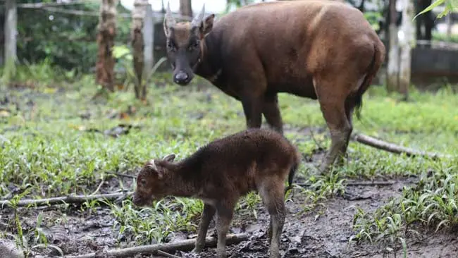 Kabar Gembira, Bayi Anoa Kembali Lahir di ABC Manado
