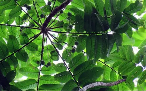 Ngeri, 1 dari 3 Spesies Pohon di Seluruh Dunia Berisiko Punah