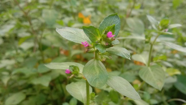 Cuphea Carthagenensis, Gulma Bebal yang Berpotensi Jadi Tanaman Hias