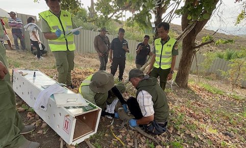Enam Komodo Tiba di Habitatnya Labuan Bajo NTT