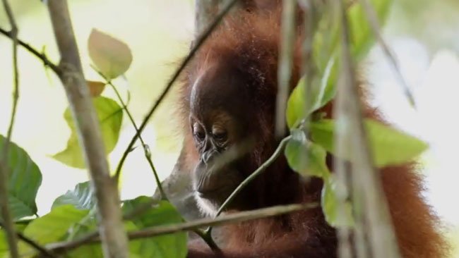 Kado Istimewa dari Pesek, Populasi Orang Utan di TN Gunung Leuser Bertambah