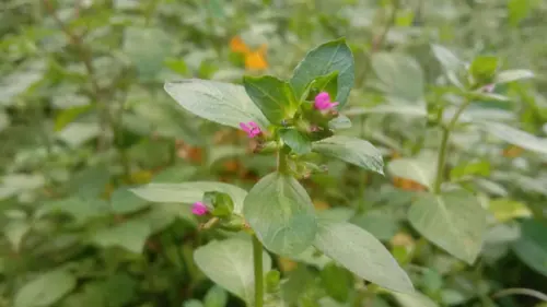 Cuphea Carthagenensis, Gulma Bebal yang Berpotensi Jadi Tanaman Hias