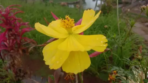 Kenikir, Tak Hanya Menawarkan Keindahan, tapi Juga Ragam Manfaat Kesehatan