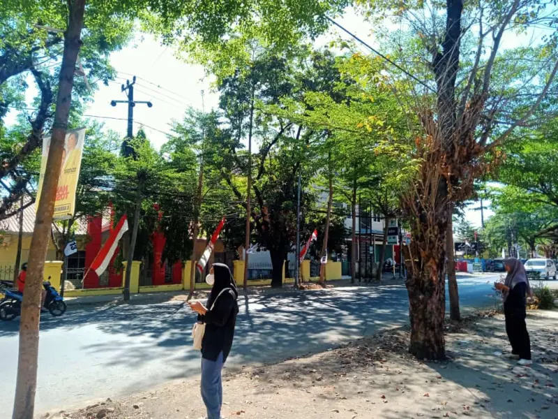 Menjenguk dan Menanyakan Kabar Seratus Sepuluh Pohon di Jalan Landak Kota Makassar