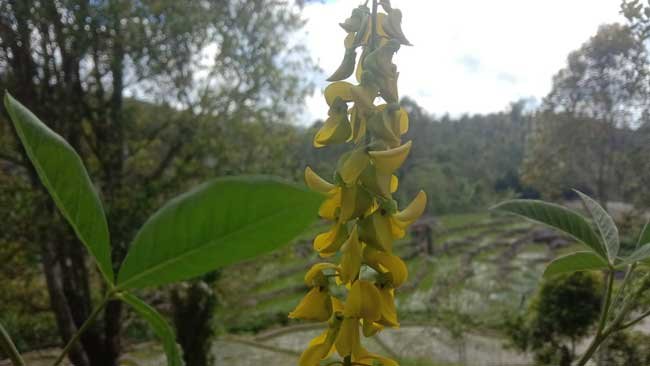Melirik Potensi Orok-Orok sebagai Pendukung Pertanian Berkelanjutan dan Penghasil Biodiesel