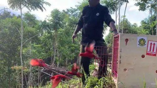 30 Ekor Satwa Liar Endemik Kembali ke Habitatnya, Ini Daftar Lengkapnya