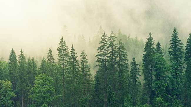 Perihal Hutan Boreal dan Sederet Fakta Menakjubkan yang Mengiringinya