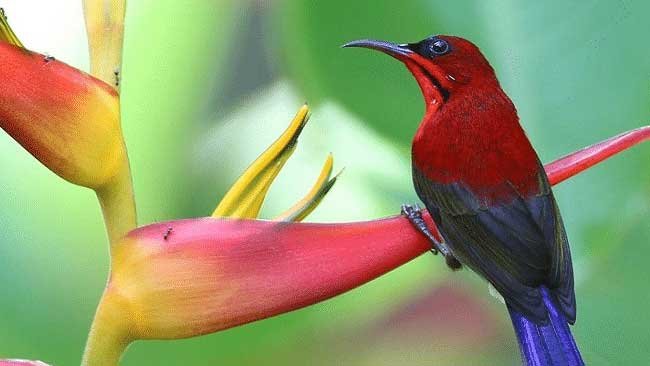 Bernostalgia dengan Burung Sepah Raja