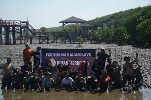 Jangan Pulihkan Ekosistem Mangrove Hanya dengan Menanam!