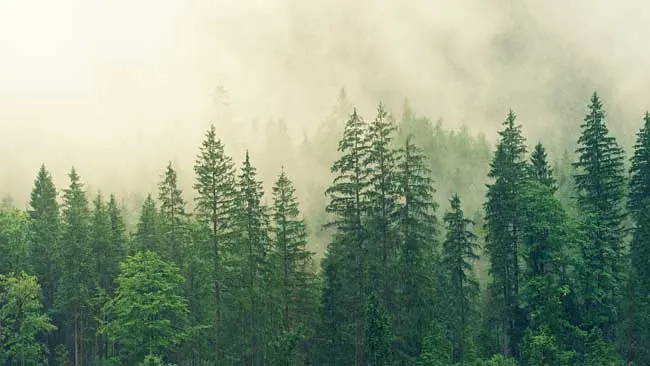 Perihal Hutan Boreal dan Sederet Fakta Menakjubkan yang Mengiringinya