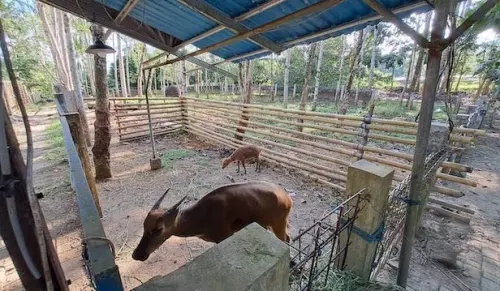 SIEJ Simpul Sulut Kunjungi ABC Manado, Diskusi Terkait Upaya Pelestarian Anoa