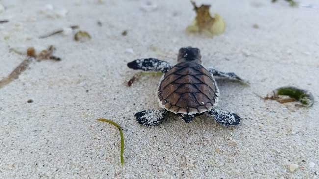 Pegiat Lingkungan Bulukumba Lakukan Aksi Pelepasan Tukik dan Bersih Pantai