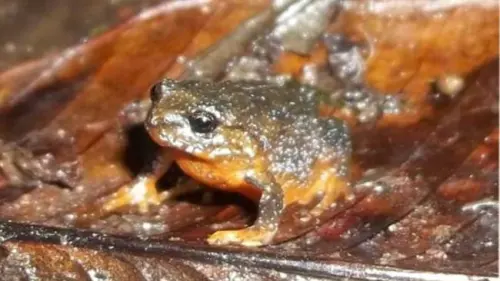 Kenalkan Oreophryne Riyantoi, Katak Jenis Baru Endemik Sulawesi