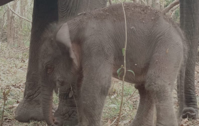 Kabar Baik, Bayi Gajah Lahir di Taman Nasional Way Kambas