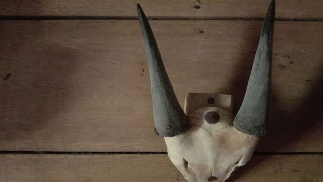 Kisah “Pertemuan” dengan Anoa