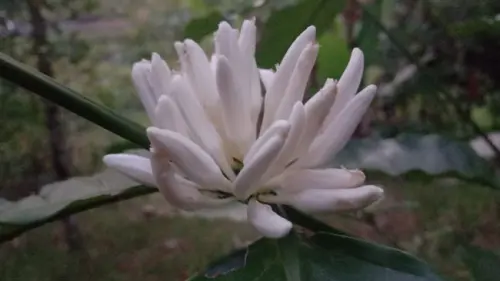 Bunga Kopi, Sisi Lain dari Tanaman Kopi yang Harus Dinikmati