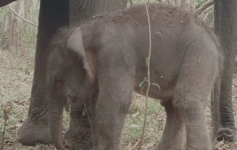 Kabar Baik, Bayi Gajah Lahir di Taman Nasional Way Kambas