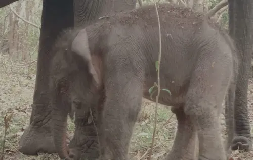 Kabar Baik, Bayi Gajah Lahir di Taman Nasional Way Kambas