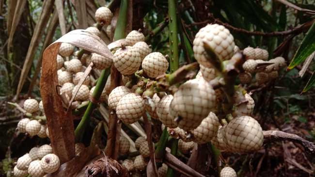 Aufa, Buah Rotan dan Manfaat Menarik yang Dikandungnya