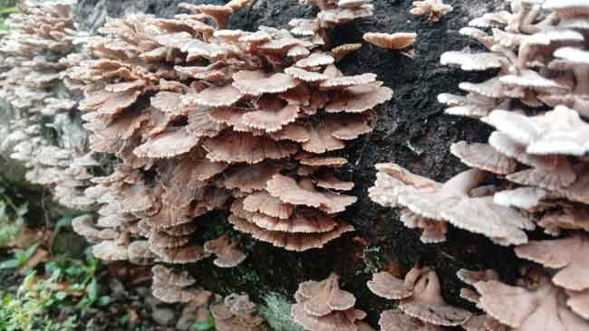 Memanen Manfaat Ginri’ (Jamur Grigit) sebagai Pangan Lokal dan Obat Alami