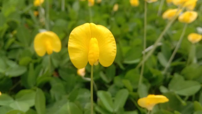 Selain Keindahan, Kacang Hias Juga Menawarkan Manfaat Lain yang Mengesankan